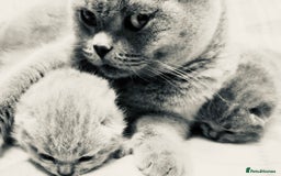 British Shorthair cats for sale: British blue shorthaired male & female kitten - Image 20