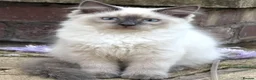 Siberian cats for sale: *Ready To Leave!* Siberian Neva Masquerade Kittens - Advert 3