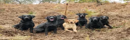 Labrador Retriever dogs for sale: Beautiful kc registered labrador pups for sale  - Advert 8