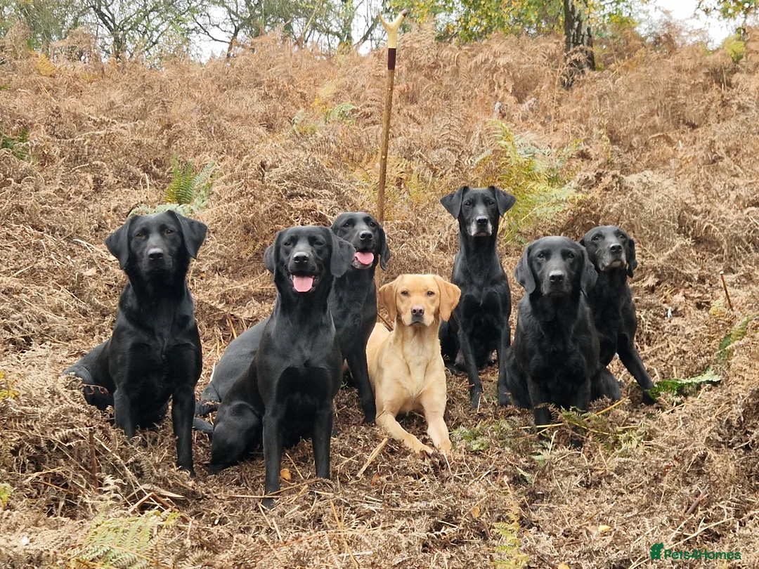 Labrador Retriever dogs for sale: Beautiful kc registered labrador pups for sale  - Advert 8