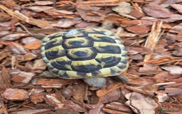Hermann Tortoise reptiles for sale: 2022-24 Hermanns tortoises for sale - Image 4