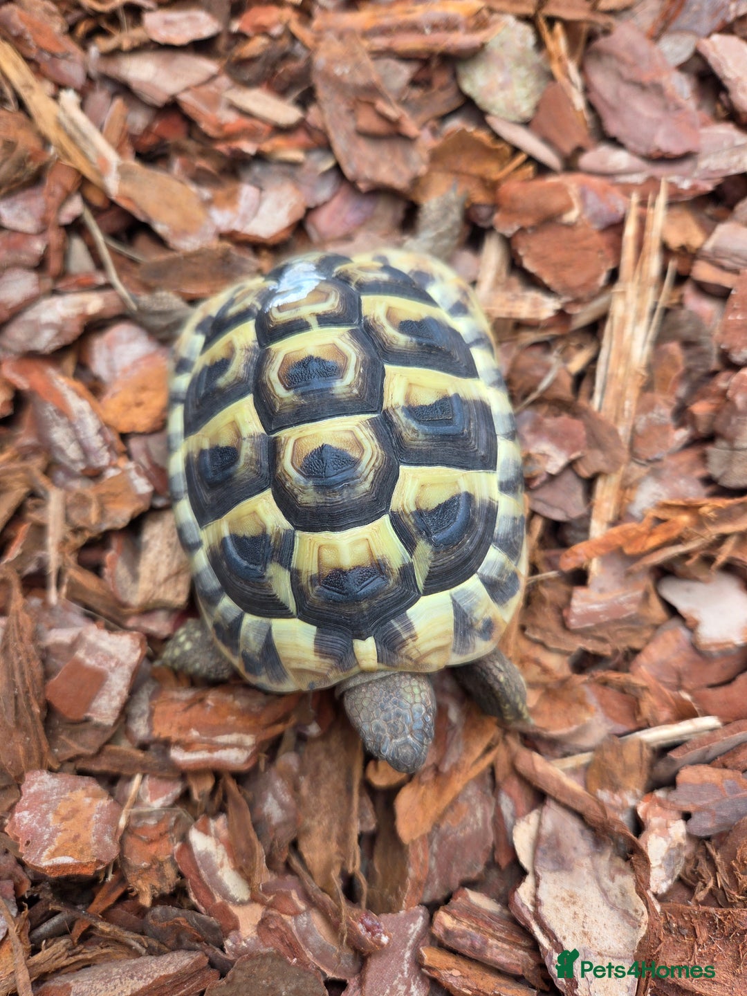 Hermann Tortoise reptiles for sale: 2022-24 Hermanns tortoises for sale - Image 4