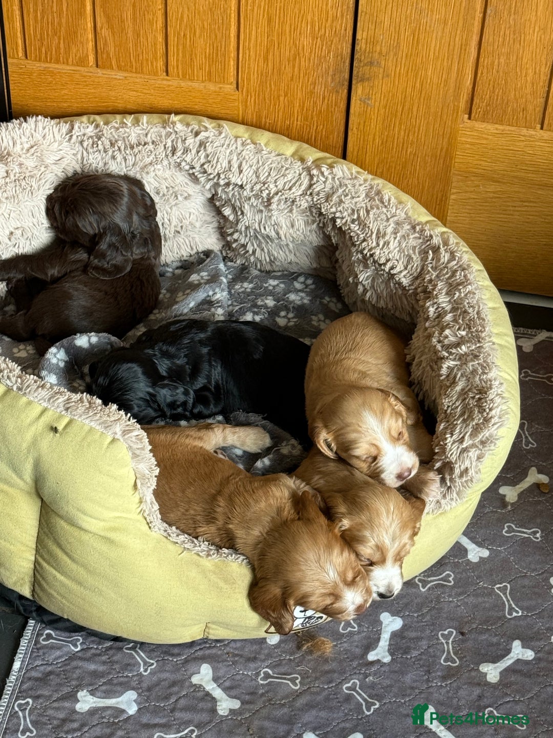 Cocker Spaniel dogs for sale: Cocker spaniel puppies for sale  - Image 20