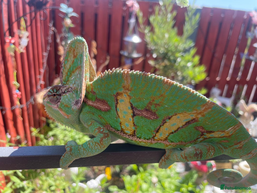 Chameleon reptiles for sale: Yemen Chameleon  - Image 2