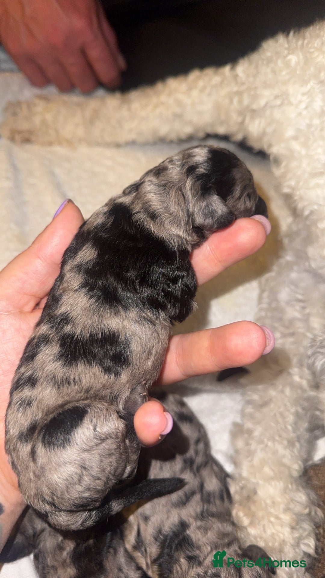 Labradoodle dogs for sale: Stunning tiny labradoodles blue Merle & black - Image 4
