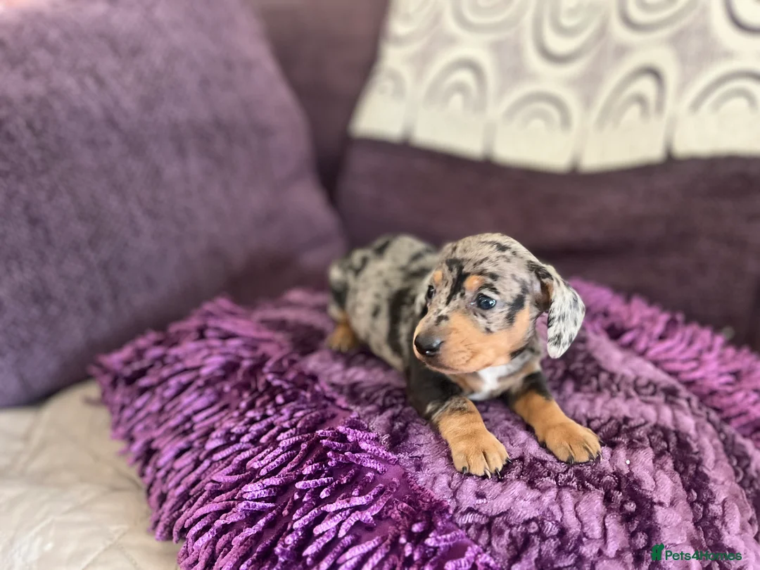 Miniature Dachshund dogs for sale: 🥰🐶MINIATURE DACHSHUND PUPPIE🥰🐶 - Advert 7