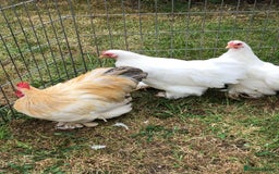 Chickens poultry for sale: Peking Bantam Trio - Image 3
