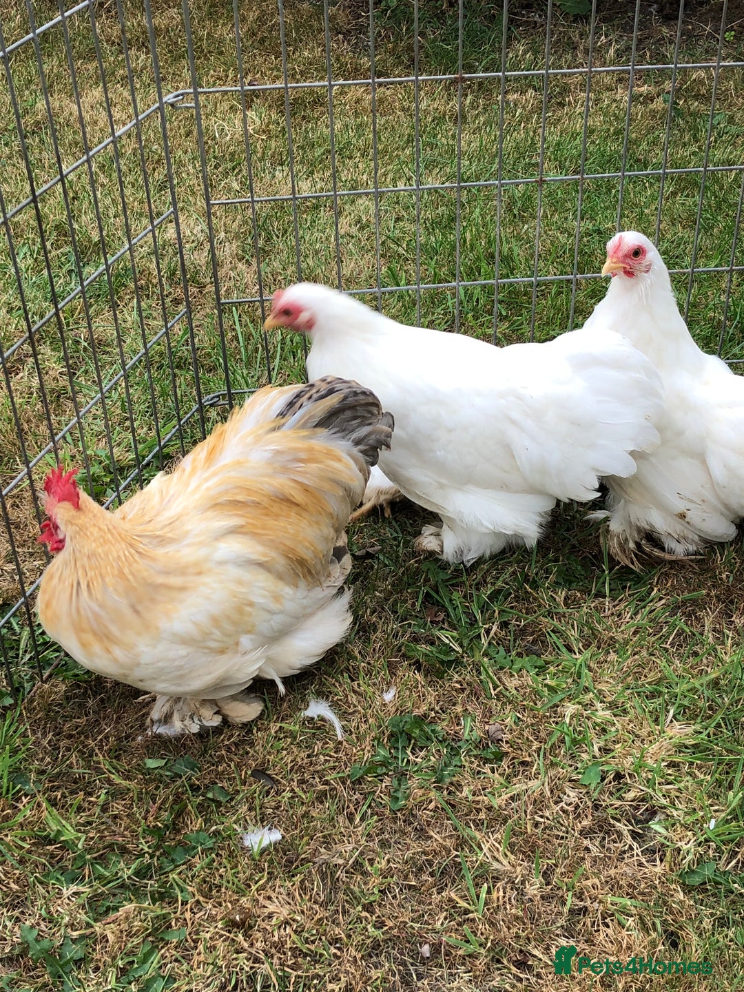 Chickens poultry for sale: Peking Bantam Trio - Image 3