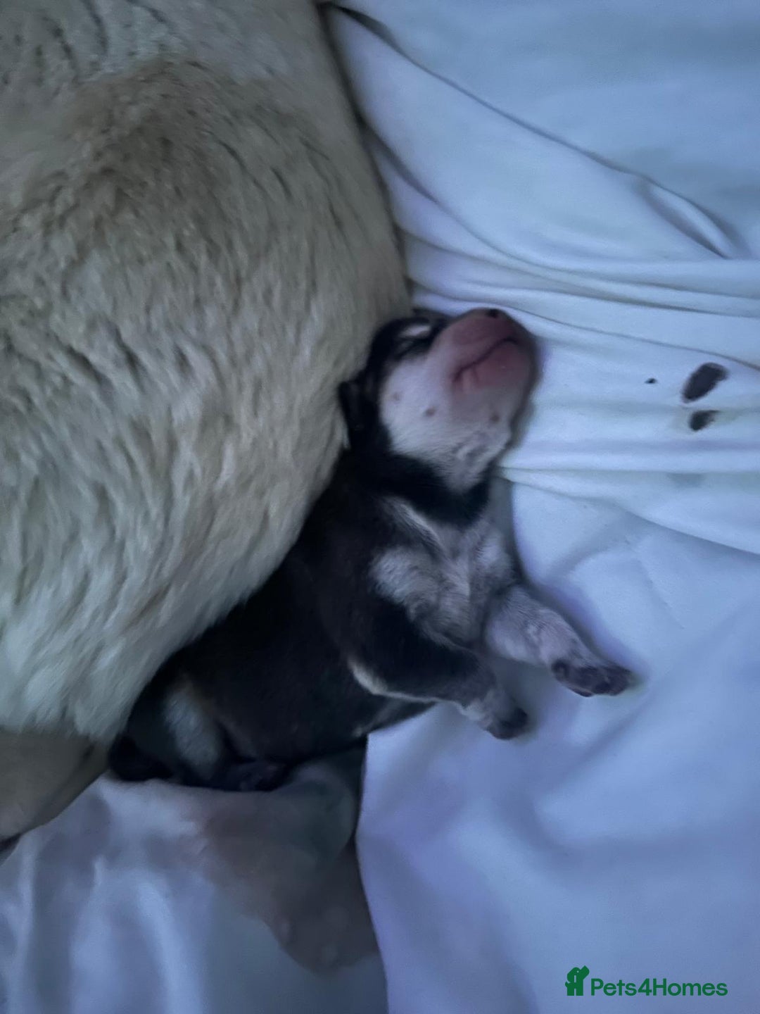 Mixed Breed dogs for sale: Chowski pups for sale - Image 24