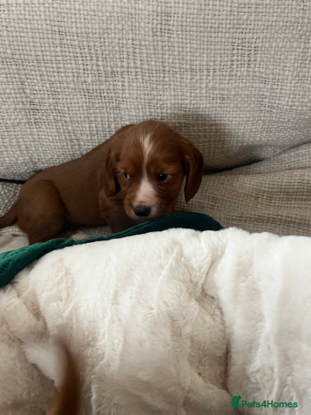 Cocker Spaniel dogs for sale: fox red cocker spaniels health tested  - Advert 13