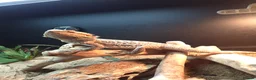 Bearded Dragon reptiles for sale: Bearded Dragon for Sale in Peterborough - Advert 1