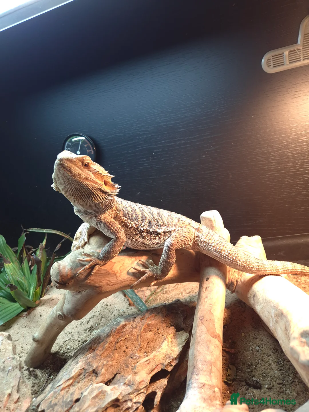 Bearded Dragon reptiles for sale: Bearded Dragon for Sale in Peterborough - Advert 1