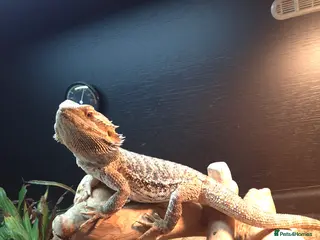 Bearded Dragon reptiles Bearded Dragon for Sale - Advert 1