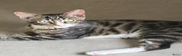 Maine Coon cats for sale: Champion XL Russian Maine coon X GCCF bengal - Advert 2