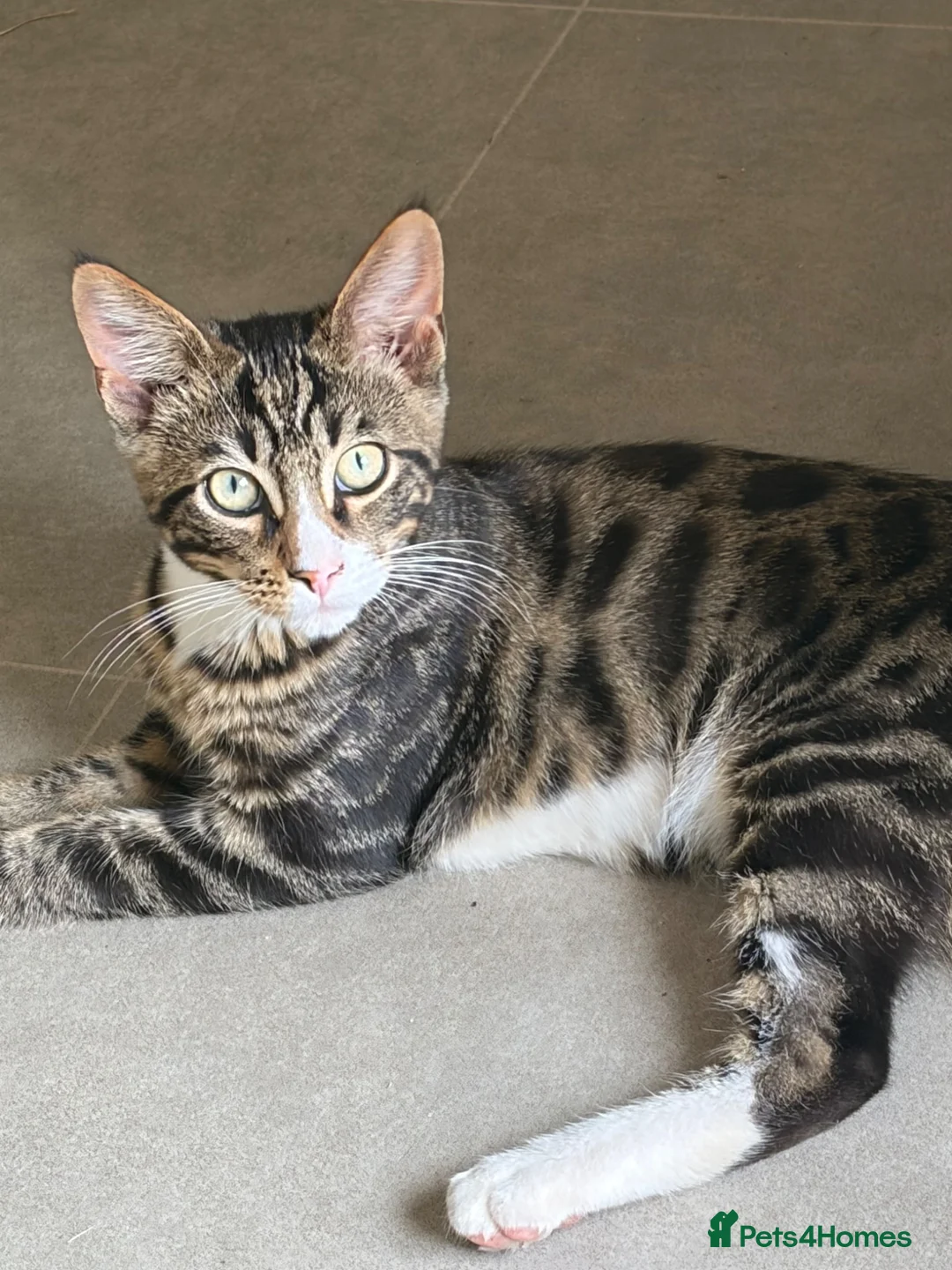 Maine Coon cats for sale: Champion XL Russian Maine coon X GCCF bengal - Advert 2