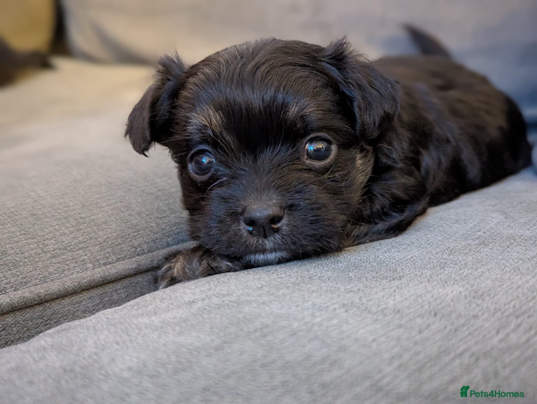 Chorkie dogs for sale: Chorkie puppies  - Advert 3