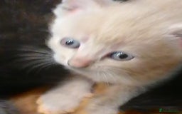 Mixed Breed cats for sale: Outstandingly gorgeous mixed kittens  - Image 12