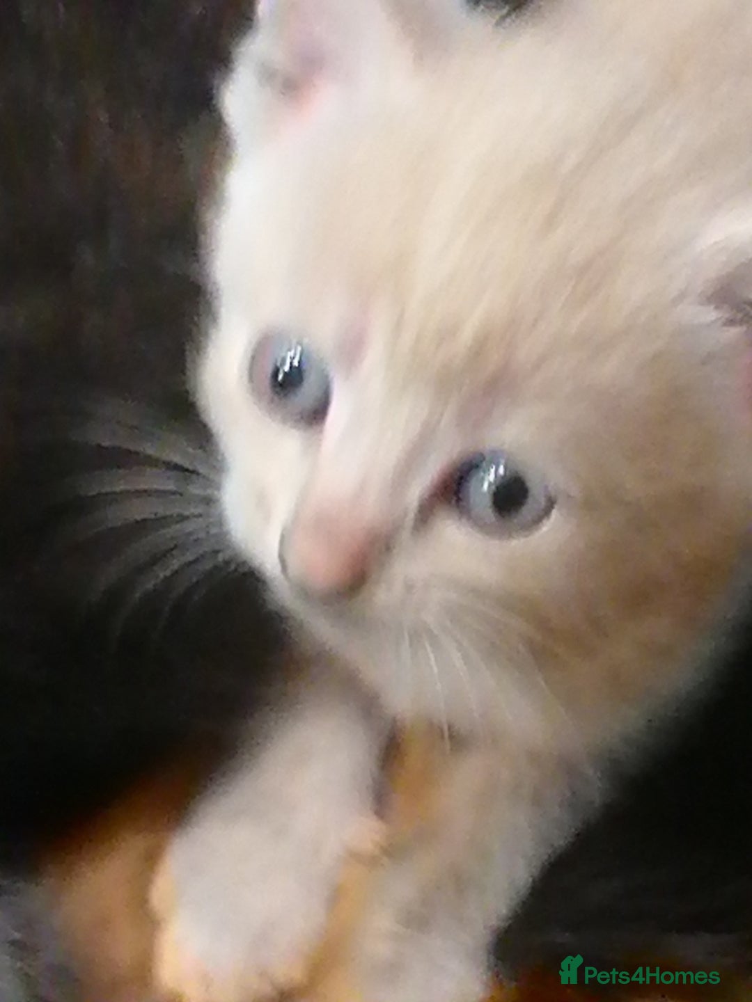 Mixed Breed cats for sale: Outstandingly gorgeous mixed kittens  - Image 12
