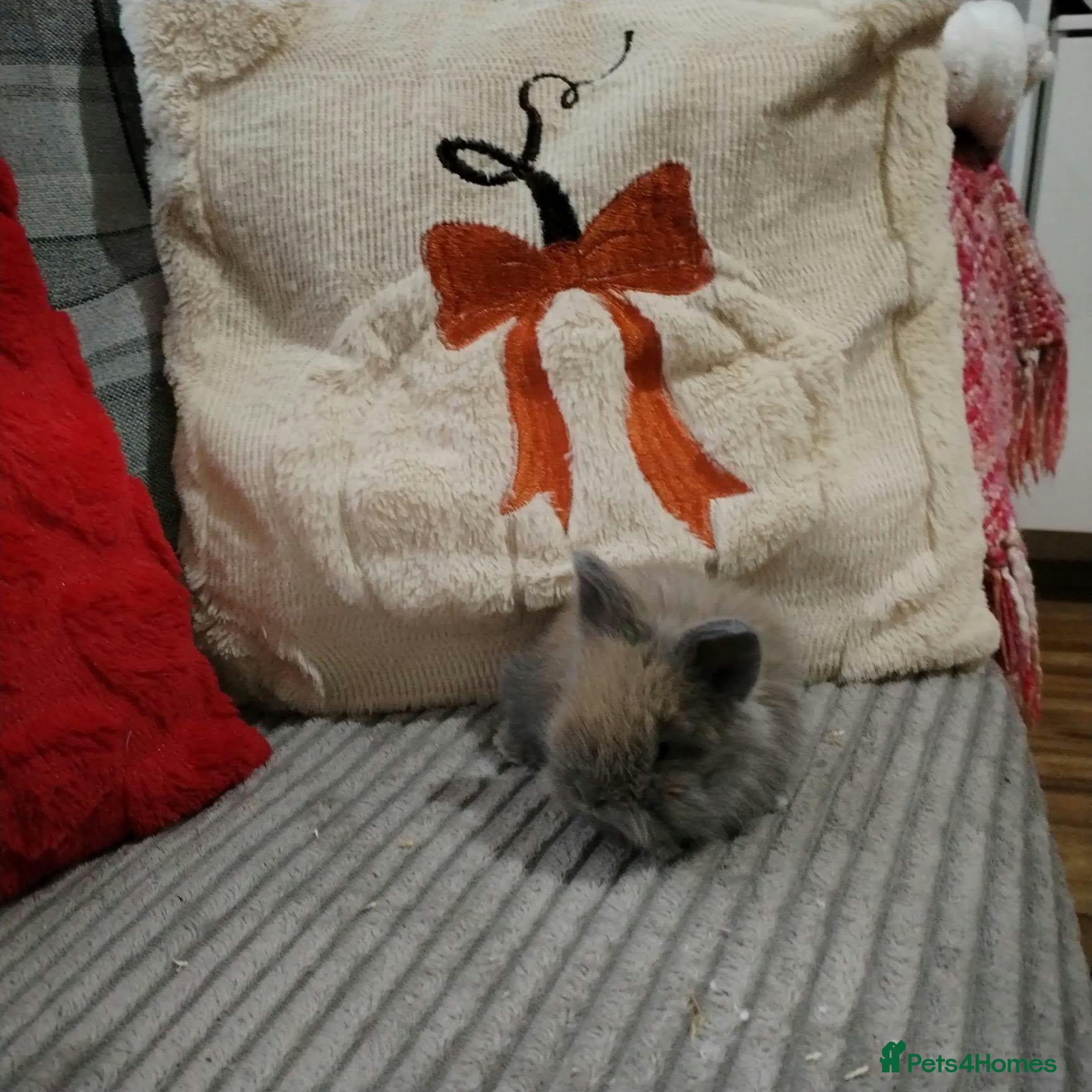 Angora rabbits for sale: English Full Face Angora Kits - Advert 2