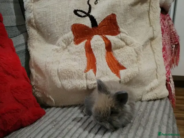 Angora rabbits for sale: English Full Face Angora Kits - Advert 2