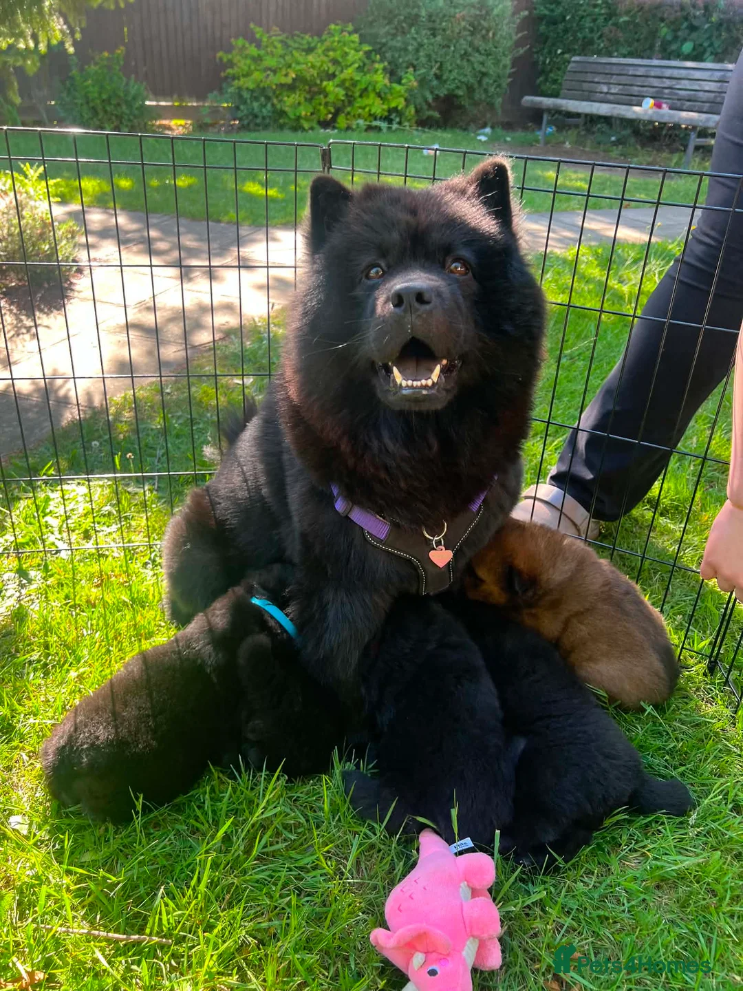 Chow Chow dogs for sale: Exceptional Chow Chow Puppies – Rare & Stunning🐻 - Advert 1