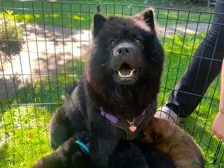 Chow Chow dogs Exceptional Chow Chow Puppies – Rare & Stunning🐻 - Advert 4