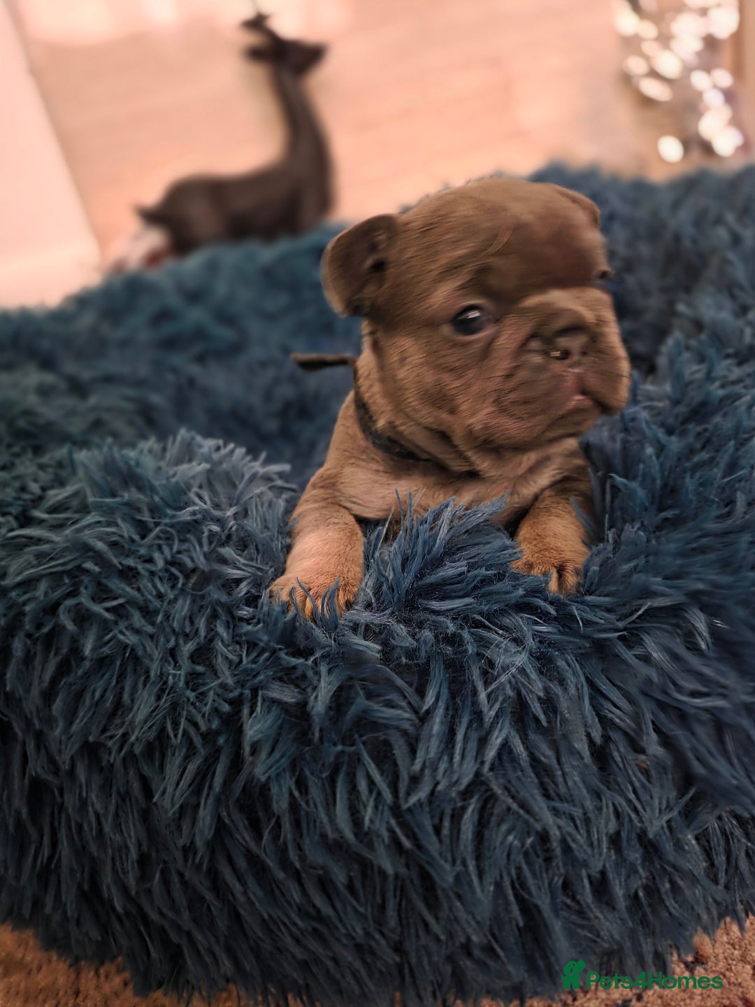 French Bulldog dogs for sale: Frenchie Puppies - Image 8