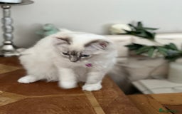 Ragdoll cats for sale: Tortie Lynx Flame Lynx pedigree Ragdolls - Image 20