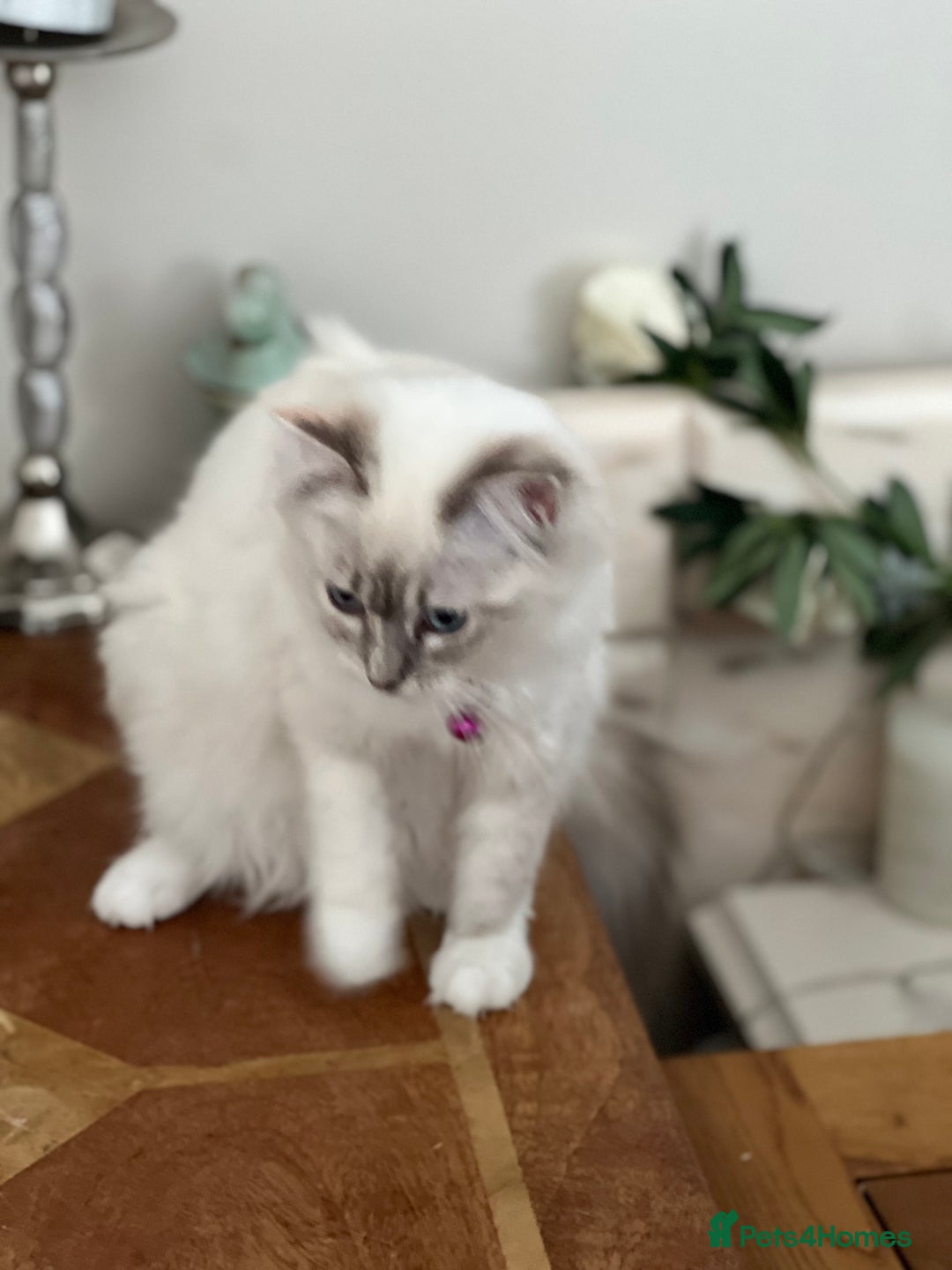 Ragdoll cats for sale: Tortie Lynx Flame Lynx pedigree Ragdolls - Image 20
