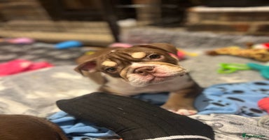 English Bulldog dogs - Advert 14