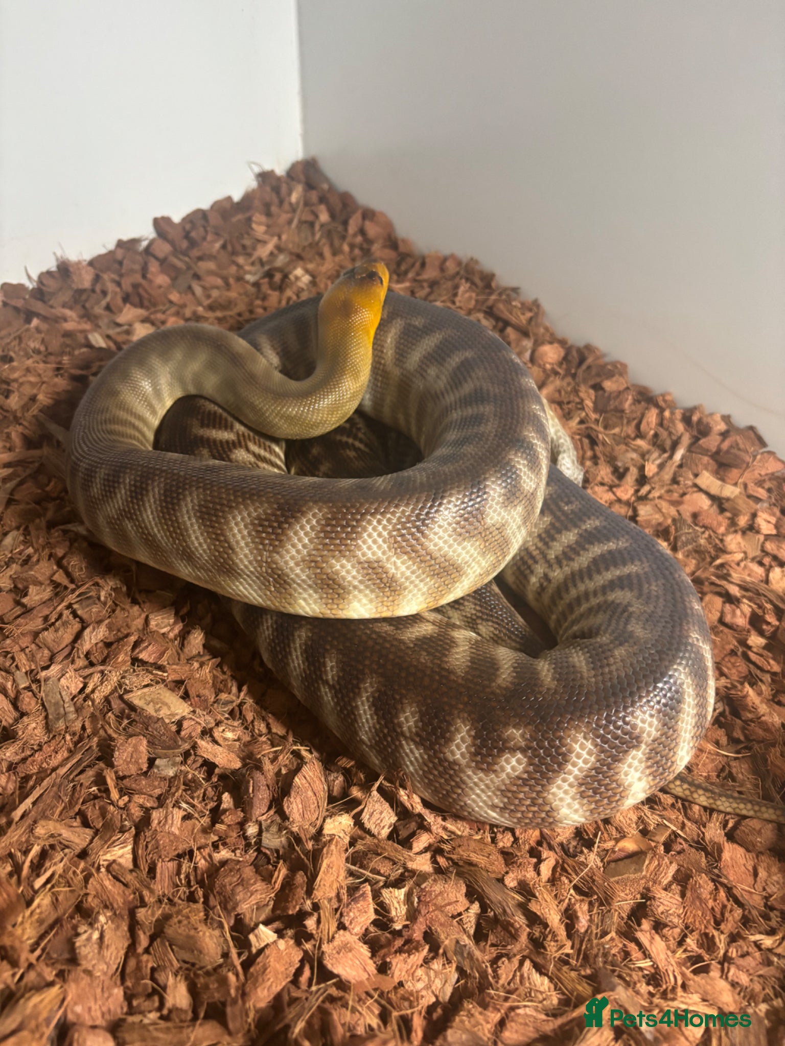Python Snake reptiles for sale: Woma Pythons - Proven Pair in Blackburn - Advert 3