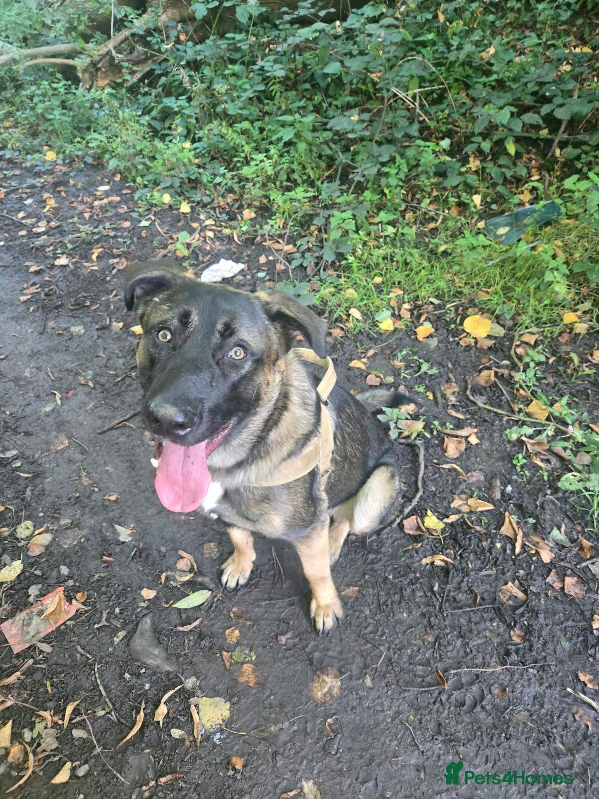 Mixed Breed dogs for sale: Gorgeous, loving boy for rehome - Advert 2