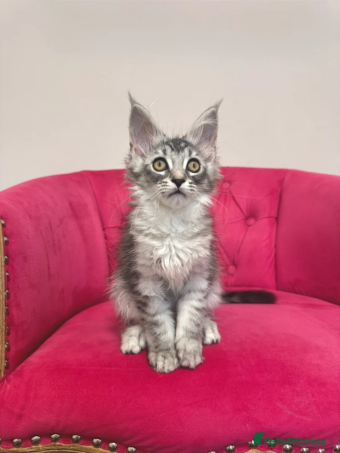 Maine Coon cats for sale: MaineCoon Kittens 🏆20+Gen🧬 Outstadning Pedigree - Advert 26