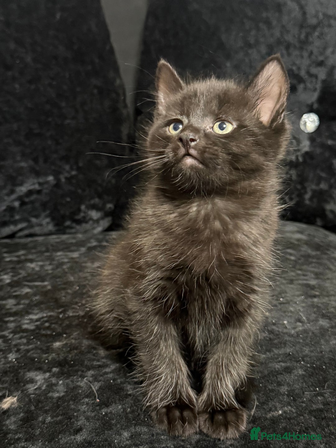 Maine Coon cats for sale: Half Mainecoon and Half British Shorthair  - Advert 20