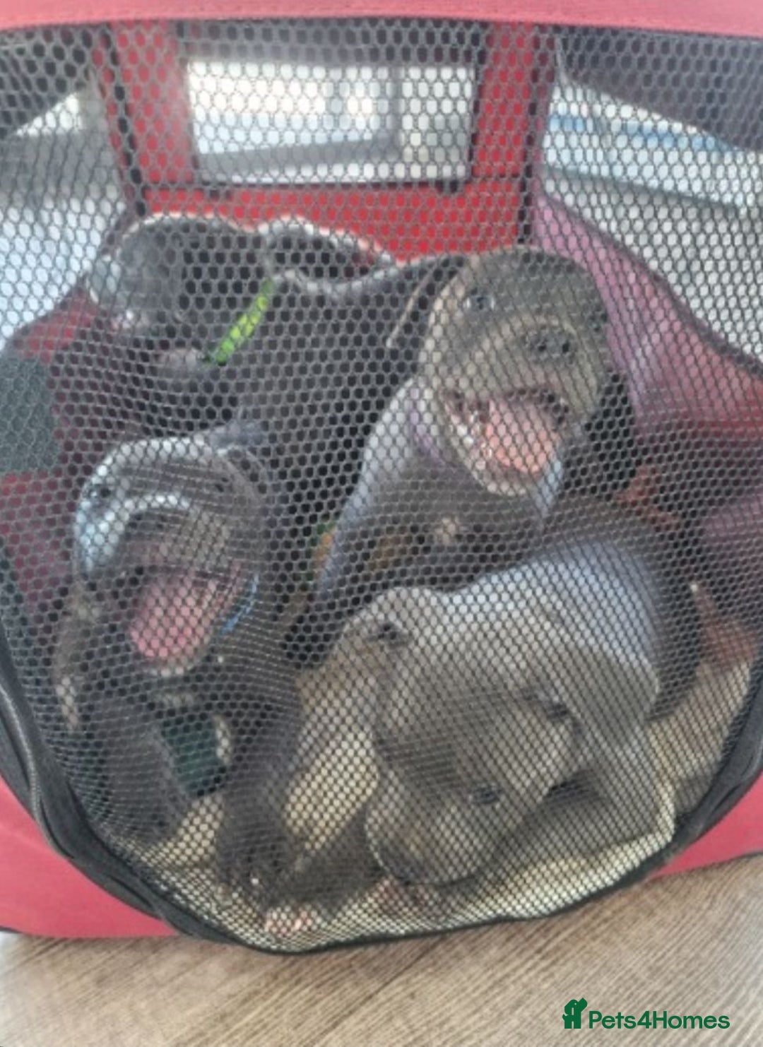 Staffordshire Bull Terrier dogs for sale: Staffy Puppies - Image 3