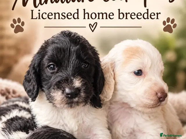 Cockapoo dogs F1 cockapoos licensed breeder - Advert 14