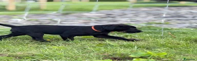 Labrador Retriever Puppy 6