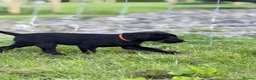 Labrador Retriever dogs for sale: KC reg health tested FT working Labrador puppies - Advert 3
