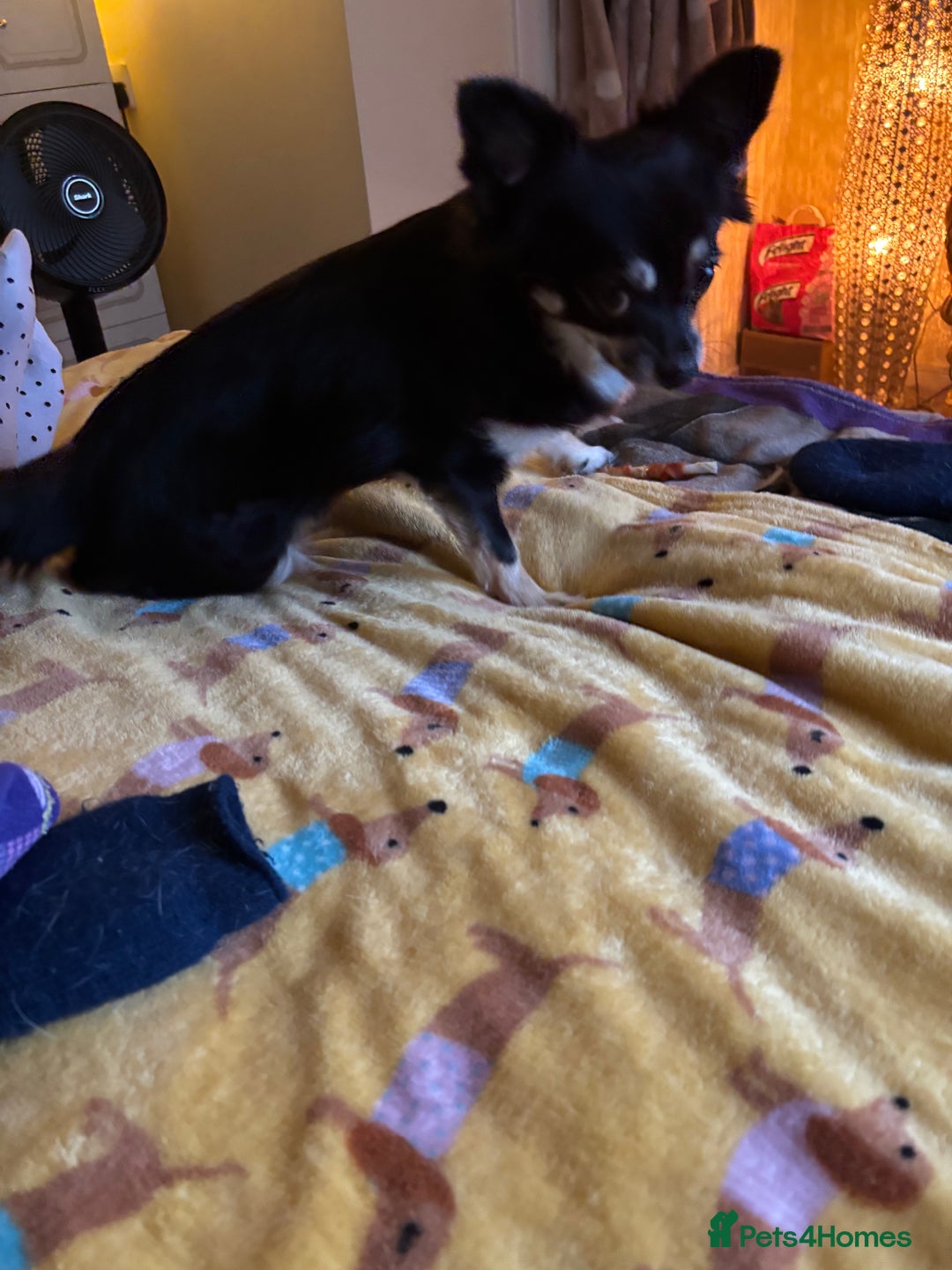 Chihuahua dogs for sale: Charlie & lucy - Advert 2