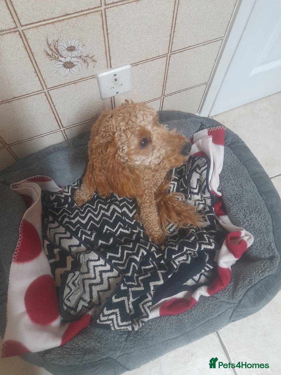 Cockapoo dogs for sale: Beautiful female cockapoo - Advert 4