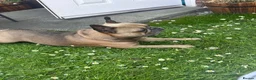 French Bulldog dogs for sale: 6 year old boy to be rehomed. in Tipton - Advert 3