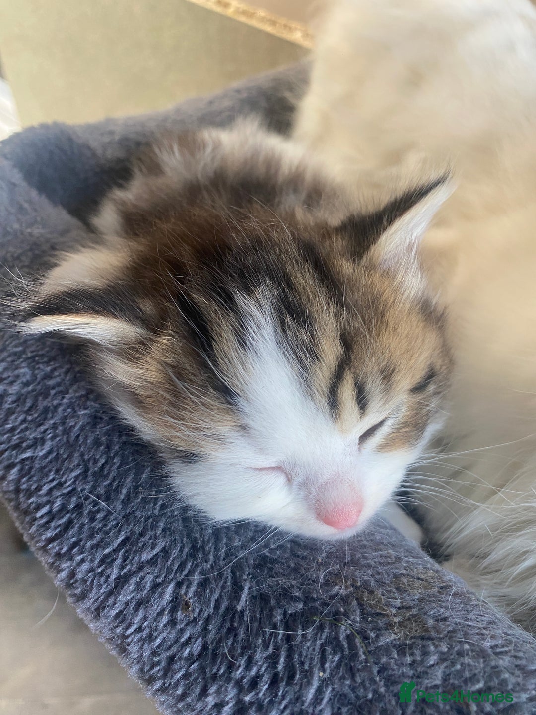 RagaMuffin cats for sale: Beautiful ragdoll x kittens 1 LEFT READY NOW - Image 16