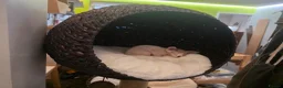 Sphynx cats for sale: Beautiful pedigree sphynx kitten HCM clear parents - Advert 25