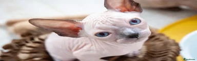 Sphynx 1