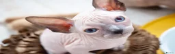 Sphynx cats for sale: Stunning sphinx kittens  - Advert 9