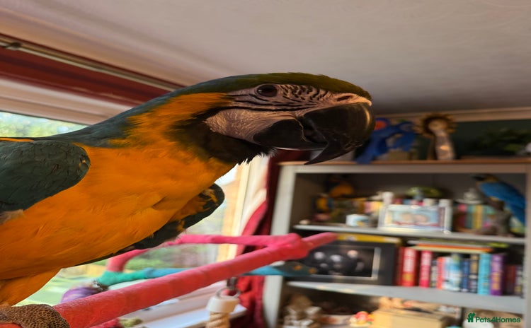 Macaws birds - Advert 1