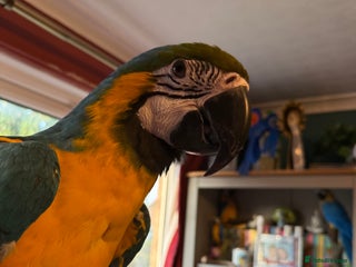 Macaws birds - Advert 26