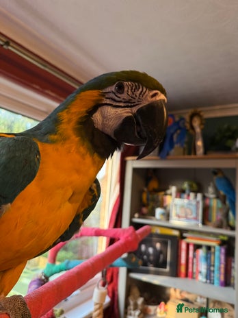 Macaws birds - Advert 1