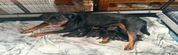 Rottweiler dogs for sale: KC Serbian Rottweilers champion winning bloodlines - Advert 10