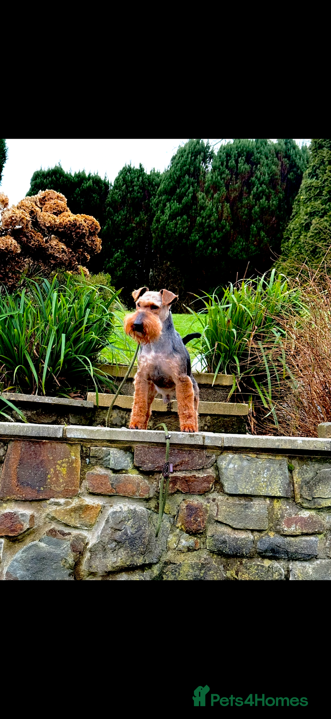 Mixed Breed dogs for sale: Airedale puppies  - Advert 13